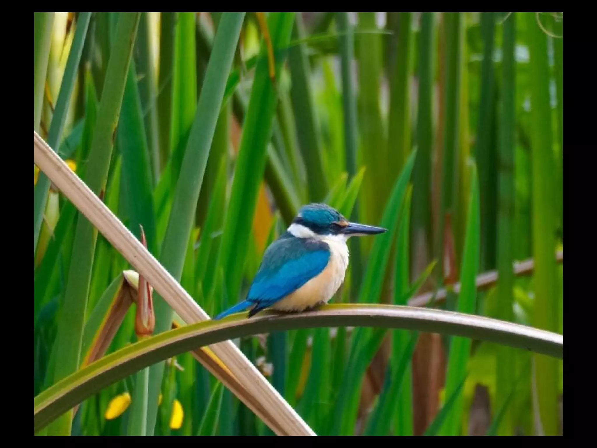 to the Tennessee Waltz