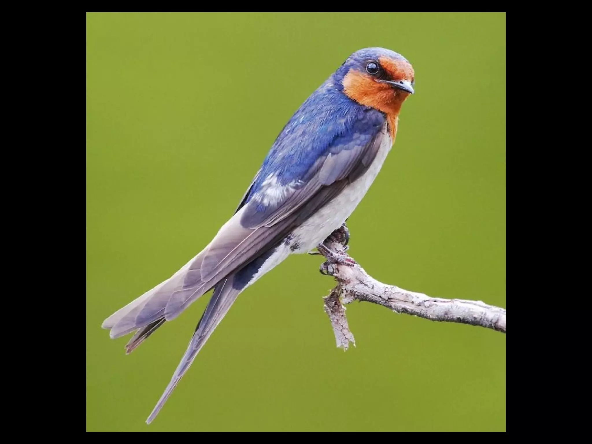 My friend stole my sweetheart from me