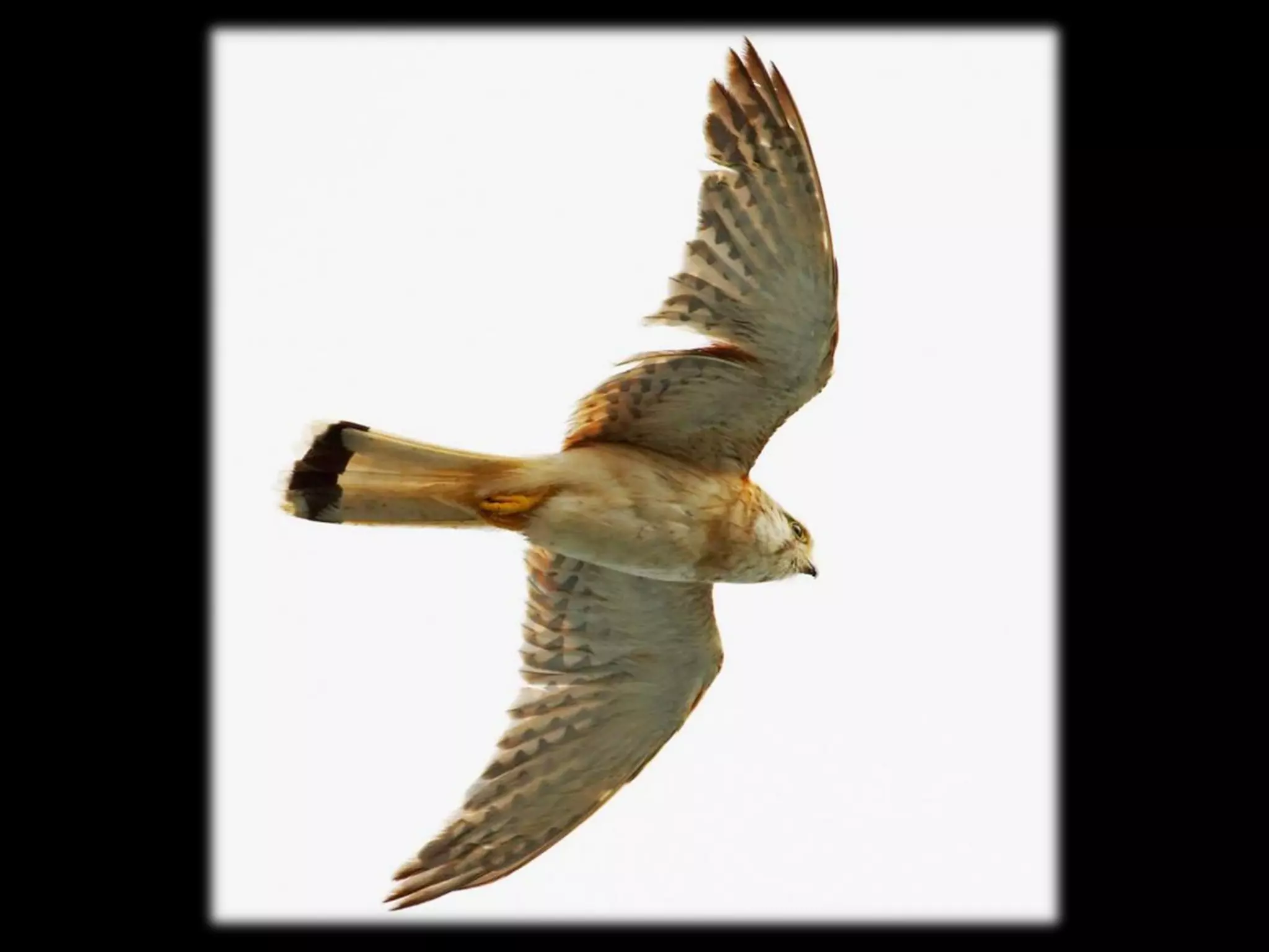 and the Tennessee Waltz