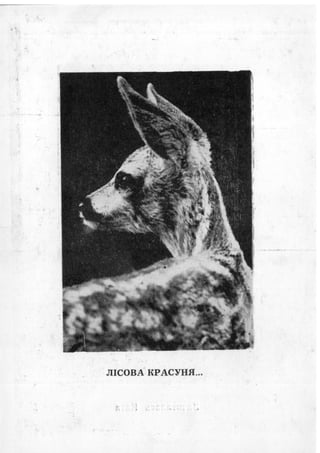 каталог фотовиставки 1990 рік людина і природа   діти однієї планети