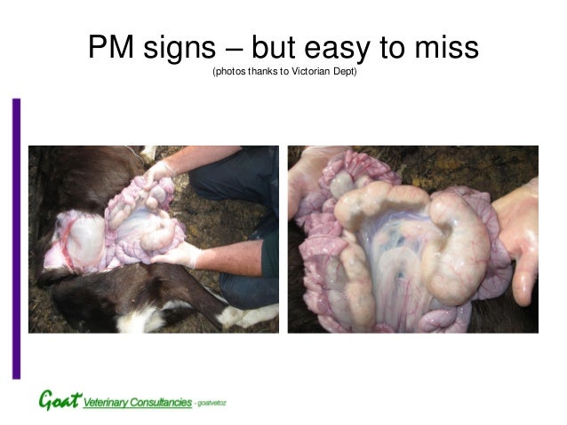 Cae And Johne S Disease In Goats Cae And Johne S Disease In Goats