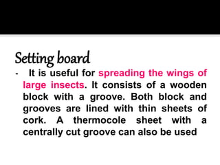 INSECT PRESERVATION POWERPOINT | PPTX