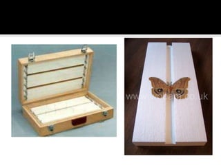 INSECT PRESERVATION POWERPOINT | PPTX