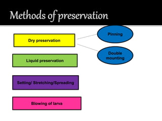 INSECT PRESERVATION POWERPOINT | PPTX