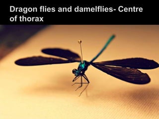 INSECT PRESERVATION POWERPOINT | PPTX