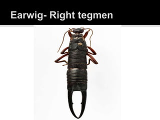INSECT PRESERVATION POWERPOINT | PPTX