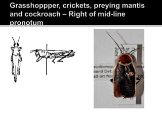 INSECT PRESERVATION POWERPOINT | PPTX