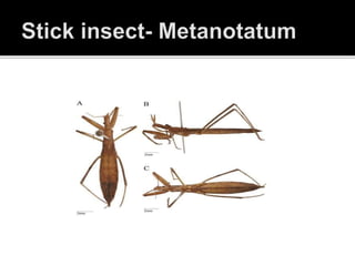 INSECT PRESERVATION POWERPOINT | PPTX