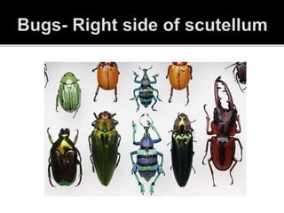 INSECT PRESERVATION POWERPOINT | PPTX