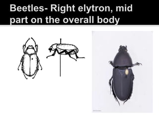 INSECT PRESERVATION POWERPOINT | PPTX