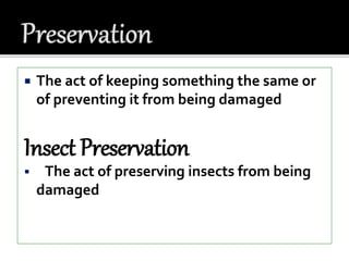 INSECT PRESERVATION POWERPOINT | PPTX