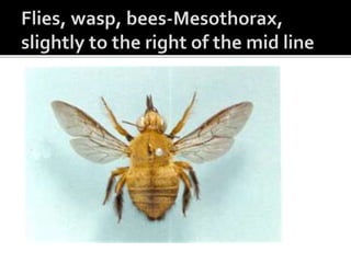INSECT PRESERVATION POWERPOINT | PPTX