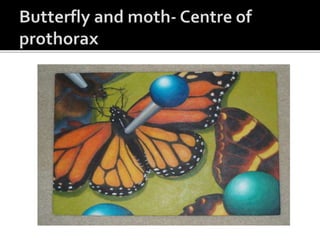 INSECT PRESERVATION POWERPOINT | PPTX