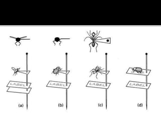 INSECT PRESERVATION POWERPOINT | PPTX