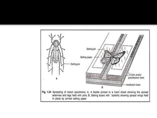 INSECT PRESERVATION POWERPOINT | PPTX