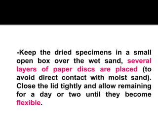 INSECT PRESERVATION POWERPOINT | PPTX