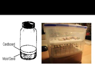 INSECT PRESERVATION POWERPOINT | PPTX