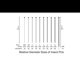 INSECT PRESERVATION POWERPOINT | PPTX