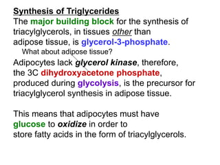 Synthesis of Triglycerides
The major building block for the synthesis of
triacylglycerols, in tissues other than
adipose tissue, is glycerol-3-phosphate.
Adipocytes lack glycerol kinase, therefore,
the 3C dihydroxyacetone phosphate,
produced during glycolysis, is the precursor for
triacylglycerol synthesis in adipose tissue.
This means that adipocytes must have
glucose to oxidize in order to
store fatty acids in the form of triacylglycerols.
What about adipose tissue?
 