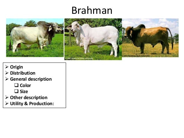 19 As Mahabub Cattle Breeds