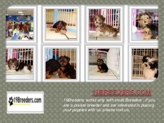 19Breeders works only with small Breeders , if you
are a private breeder and are interested in placing
your puppies with us, please visit us.
 