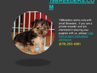 19BREEDERS.CO
M

  19Breeders works only with
  small Breeders , if you are a
  private breeder and are
  interested in placing your
  puppies with us, please Click
  here to learn more about
  Joining Us
  (678) 253-4081
 