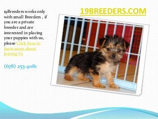 19Breeders works only
with small Breeders , if
                           19BREEDERS.COM
you are a private
breeder and are
interested in placing
your puppies with us,
please Click here to
learn more about
Joining Us

(678) 253-4081
 