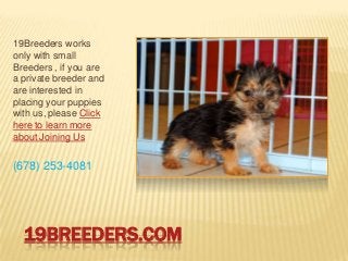 19BREEDERS.COM
19Breeders works
only with small
Breeders , if you are
a private breeder and
are interested in
placing your puppies
with us, please Click
here to learn more
about Joining Us
(678) 253-4081
 