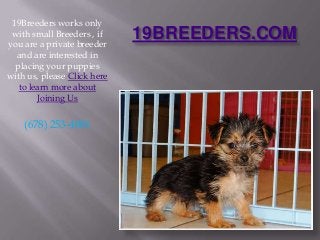 19BREEDERS.COM
19Breeders works only
with small Breeders , if
you are a private breeder
and are interested in
placing your puppies
with us, please Click here
to learn more about
Joining Us
(678) 253-4081
 