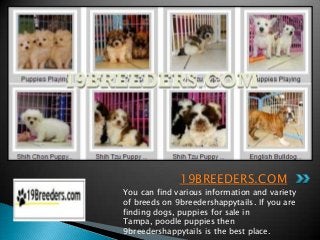 19BREEDERS.COM
You can find various information and variety
of breeds on 9breedershappytails. If you are
finding dogs, puppies for sale in
Tampa, poodle puppies then
9breedershappytails is the best place.
 