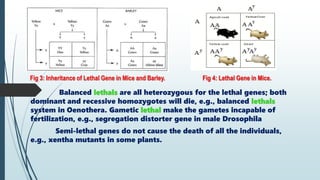 Interaction of Genes | PPTX