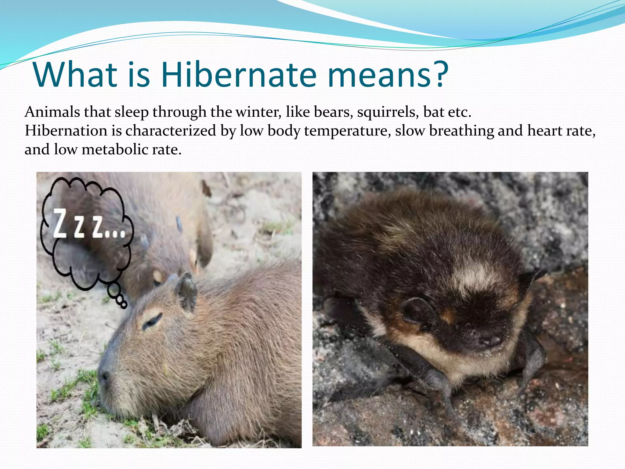 What is Hibernate means?
Animals that sleep through the winter, like bears, squirrels, bat etc.
Hibernation is characterized by low body temperature, slow breathing and heart rate,
and low metabolic rate.
 