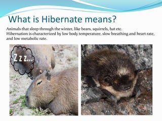 What is Hibernate means?
Animals that sleep through the winter, like bears, squirrels, bat etc.
Hibernation is characterized by low body temperature, slow breathing and heart rate,
and low metabolic rate.
 