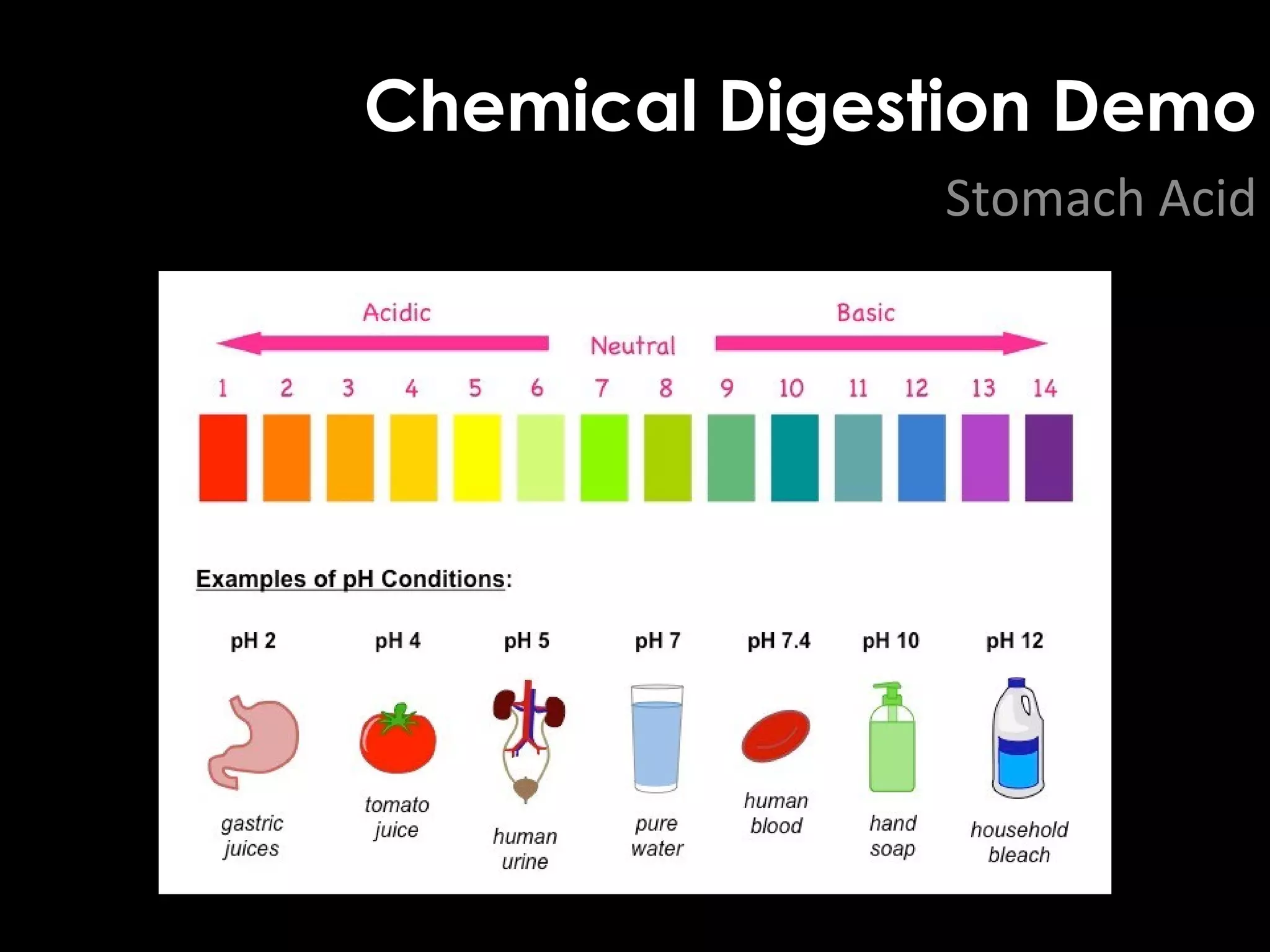 Chemical Digestion Demo
Stomach Acid
 