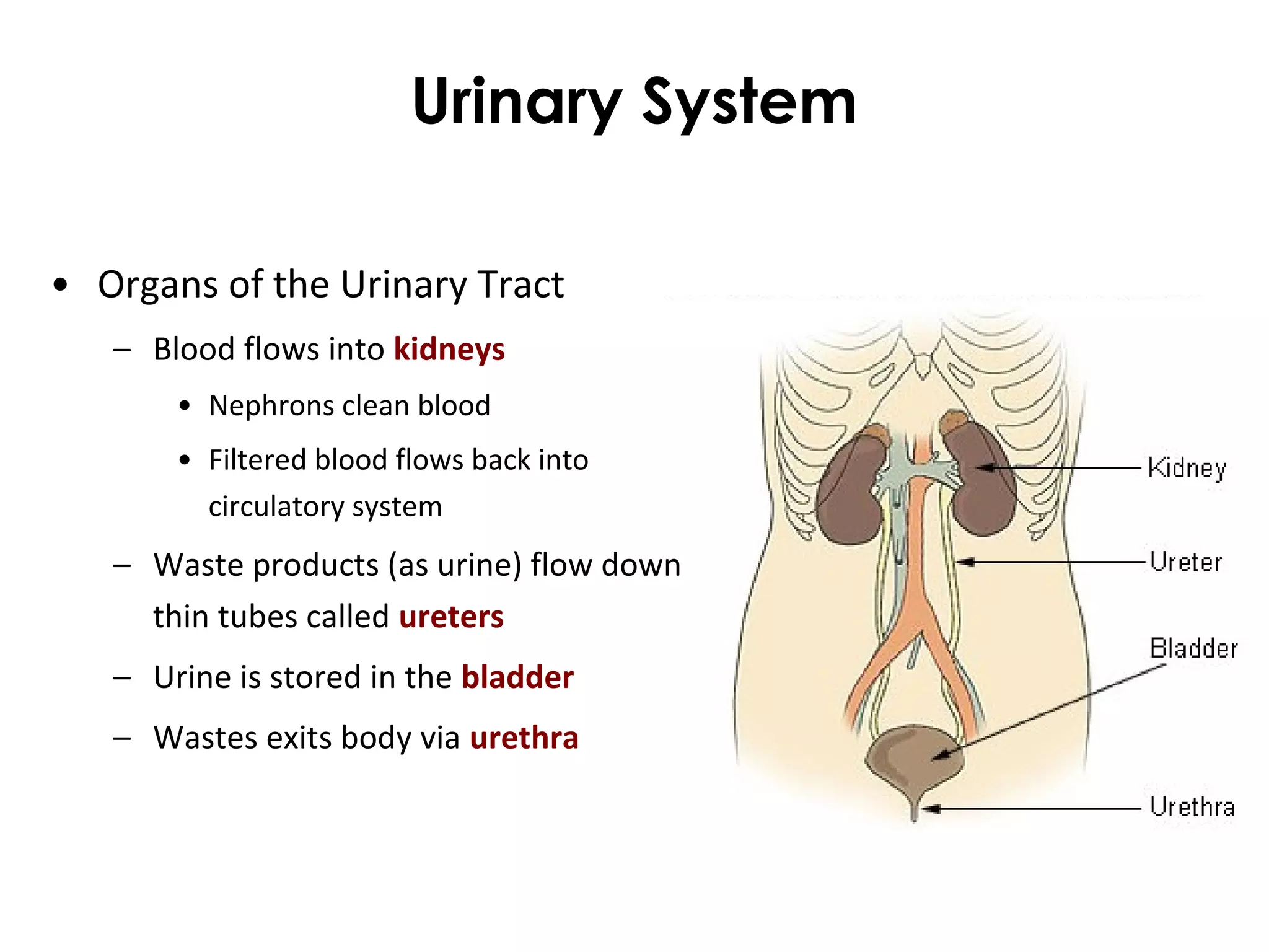 Urinary System
• Organs of the Urinary Tract
– Blood flows into kidneys
• Nephrons clean blood
• Filtered blood flows back into
circulatory system
– Waste products (as urine) flow down
thin tubes called ureters
– Urine is stored in the bladder
– Wastes exits body via urethra
 