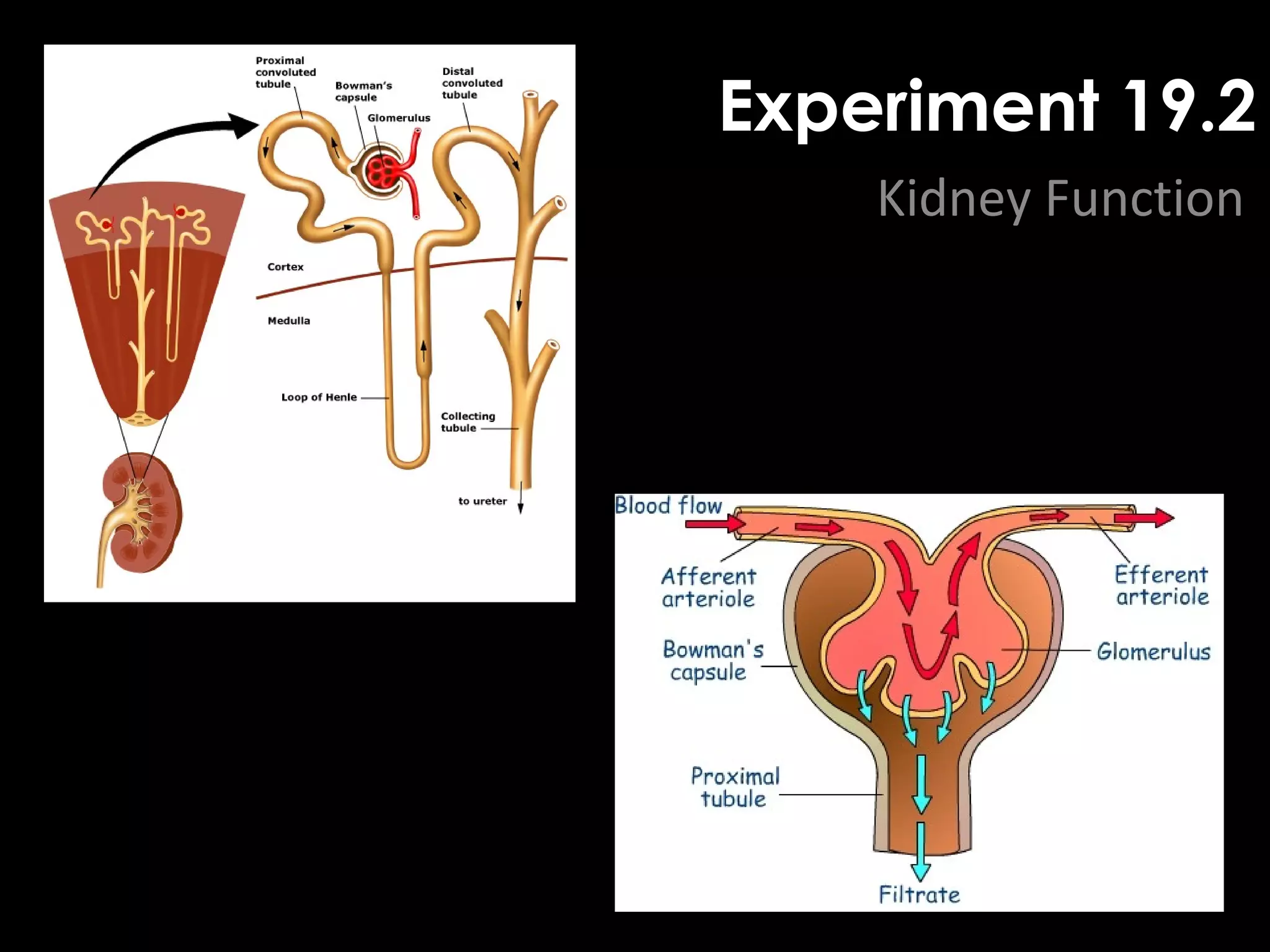 Experiment 19.2
Kidney Function
 