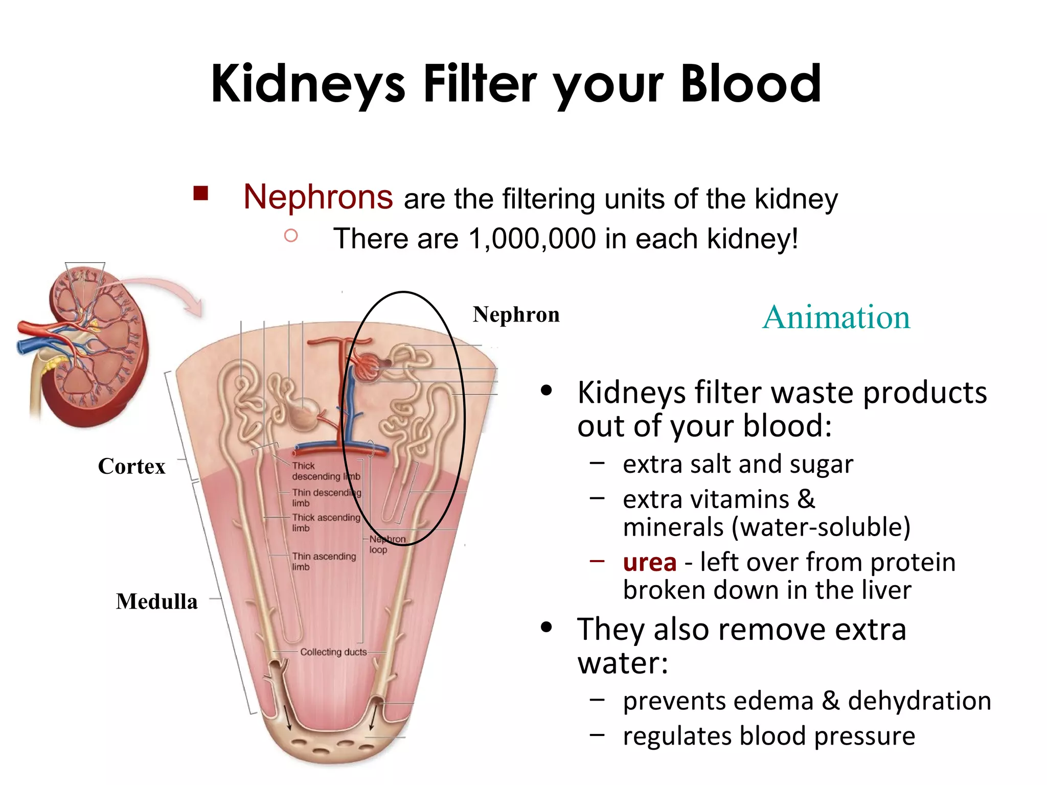 Kidneys Filter your Blood
Animation
Cortex
Medulla
Nephron
• Kidneys filter waste products
out of your blood:
– extra salt and sugar
– extra vitamins &
minerals (water-soluble)
– urea - left over from protein
broken down in the liver
• They also remove extra
water:
– prevents edema & dehydration
– regulates blood pressure
 Nephrons are the filtering units of the kidney
 There are 1,000,000 in each kidney!
 