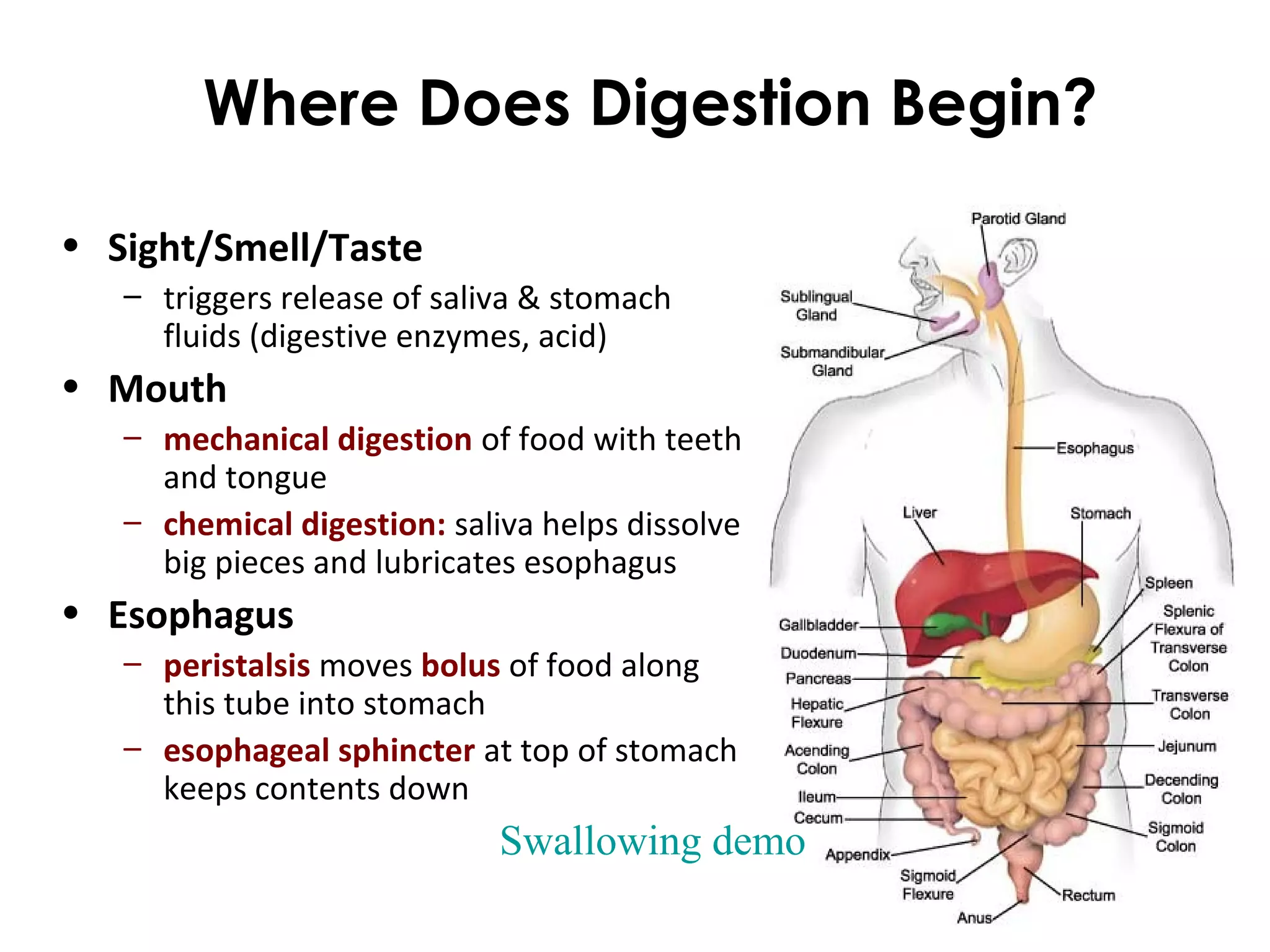 Where Does Digestion Begin?
• Sight/Smell/Taste
– triggers release of saliva & stomach
fluids (digestive enzymes, acid)
• Mouth
– mechanical digestion of food with teeth
and tongue
– chemical digestion: saliva helps dissolve
big pieces and lubricates esophagus
• Esophagus
– peristalsis moves bolus of food along
this tube into stomach
– esophageal sphincter at top of stomach
keeps contents down
Swallowing demo
 