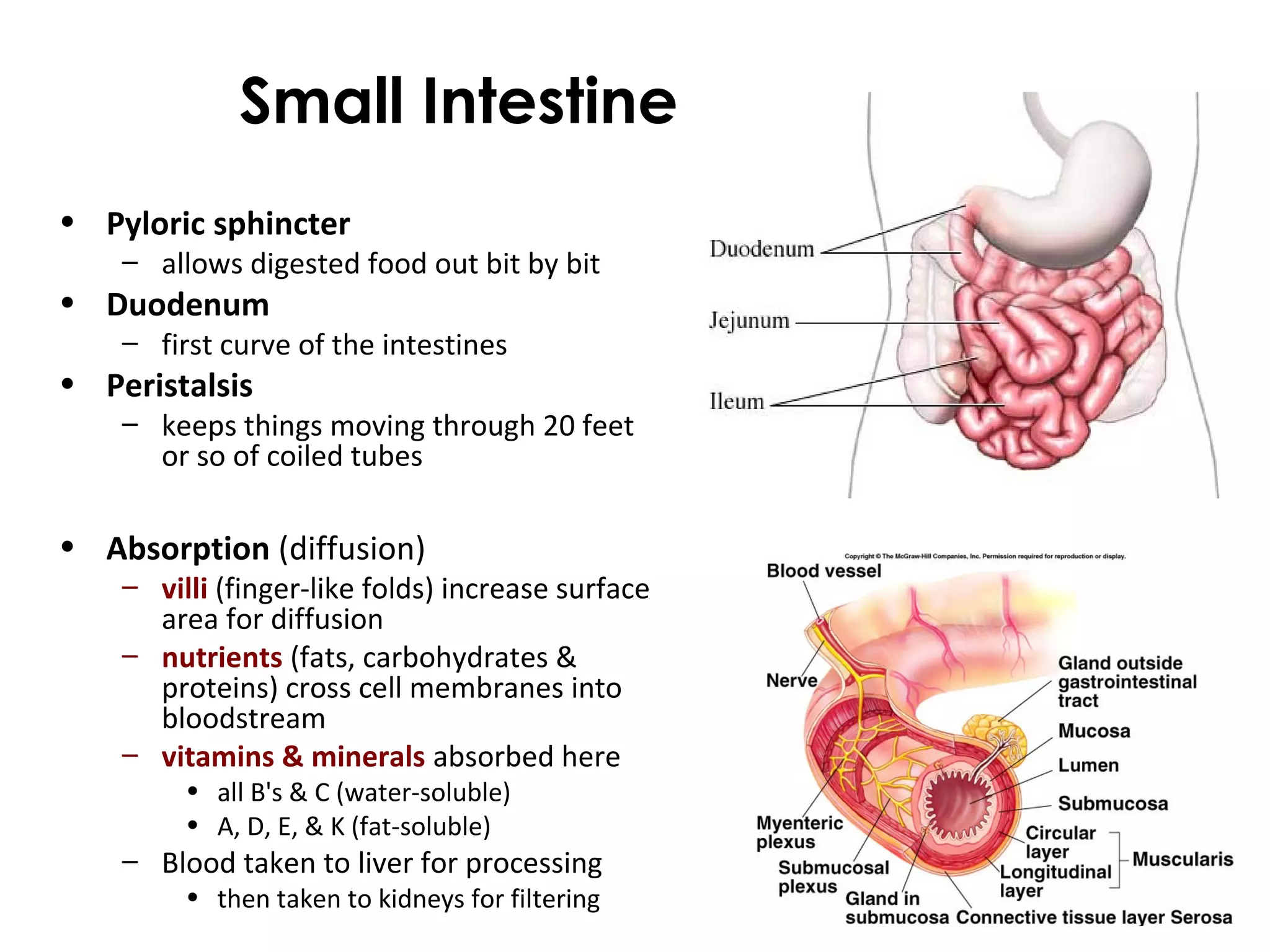 Small Intestine
• Pyloric sphincter
– allows digested food out bit by bit
• Duodenum
– first curve of the intestines
• Peristalsis
– keeps things moving through 20 feet
or so of coiled tubes
• Absorption (diffusion)
– villi (finger-like folds) increase surface
area for diffusion
– nutrients (fats, carbohydrates &
proteins) cross cell membranes into
bloodstream
– vitamins & minerals absorbed here
• all B's & C (water-soluble)
• A, D, E, & K (fat-soluble)
– Blood taken to liver for processing
• then taken to kidneys for filtering
 