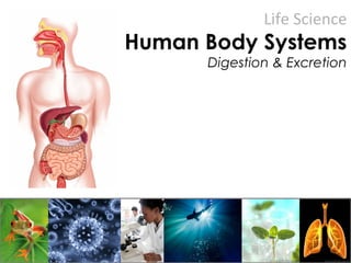 Life Science
Human Body Systems
Digestion & Excretion
 
