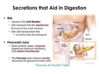 Secretions that Aid in Digestion
• Bile
– stored in the Gall Bladder
– bile released into the duodenum
(first part of the small intestine)
– bile salts break down fats
• emulsifier (like dish detergent)
• Pancreatic Juice
– fluid contains water, enzymes
(speed up chemical reactions),
and sodium bicarbonate
– The Pancreas also releases insulin,
necessary for glucose to enter cells
Pancreas & Insulin Video
 