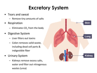 Excretory System
• Tears and sweat
– Remove tiny amounts of salts
• Respiration
– Eliminates CO2 from the body
• Digestive System
– Liver filters out toxins
– Colon removes solid waste,
including dead cell parts &
indigestible fiber
• Urinary System
– Kidneys remove excess salts,
water and filter out nitrogenous
wastes (urea)
 