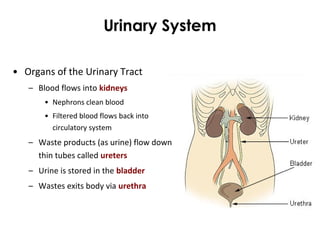 Urinary System
• Organs of the Urinary Tract
– Blood flows into kidneys
• Nephrons clean blood
• Filtered blood flows back into
circulatory system
– Waste products (as urine) flow down
thin tubes called ureters
– Urine is stored in the bladder
– Wastes exits body via urethra
 
