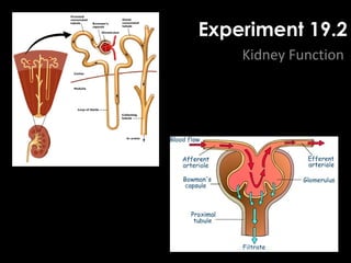 Experiment 19.2
Kidney Function
 