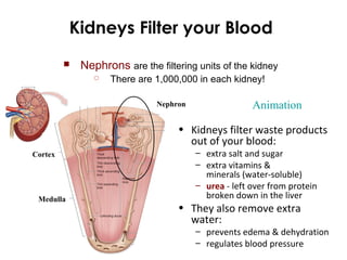 Kidneys Filter your Blood
Animation
Cortex
Medulla
Nephron
• Kidneys filter waste products
out of your blood:
– extra salt and sugar
– extra vitamins &
minerals (water-soluble)
– urea - left over from protein
broken down in the liver
• They also remove extra
water:
– prevents edema & dehydration
– regulates blood pressure
 Nephrons are the filtering units of the kidney
 There are 1,000,000 in each kidney!
 