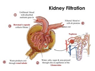 Unfiltered blood
with absorbed
nutrients goes in
Filtered blood w/
cells & proteins
comes out
Waste products exit
through renal tubule
Bowman's capsule
collects filtrate



Kidney Filtration
Water, salts, sugar & urea pressed
through slits in capillaries of the
Glomerulus


Nephron
 