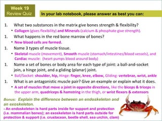 In your lab notebook, please answer as best you can:
Week 19
Review Quiz
Bonus: Explain the difference between an endoskeleton and
an exoskeleton.
- An endoskeleton is hard parts inside for support and protection
(i.e. mammalian bones); an exoskeleton is hard parts outside for
protection & support (i.e. crustacean, beetle shell, sea urchin, clam)
1. What two substances in the matrix give bones strength & flexibility?
• Collagen (gives flexibility) and Minerals (calcium & phosphate give strength).
1. What happens in the red bone marrow of bones?
• New blood cells are formed.
1. Name 3 types of muscle tissue.
• Skeletal muscle (movement), Smooth muscle (stomach/intestines/blood vessels), and
Cardiac muscle: (heart pumps blood around body)
1. Name a set of bones or body area for each type of joint: a ball-and-socket
join, a hinge joint, and a gliding (planar) joint.
• Ball/Socket: shoulder, hip, Hinge: finger, knee, elbow, Gliding: vertebrae, wrist, ankle
1. What is an antagonistic muscle pair? Give an example or explain what it does.
• A set of muscles that move a joint in opposite directions, like the biceps & triceps in
the upper arm, quadriceps & hamstring in the thigh, or wrist flexors & extensors
 