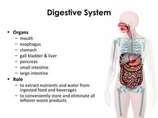 Digestive System
• Organs
– mouth
– esophagus
– stomach
– gall bladder & liver
– pancreas
– small intestine
– large intestine
• Role
– to extract nutrients and water from
ingested food and beverages
– to conveniently store and eliminate all
leftover waste products
 