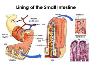 Lining of the Small Intestine
 