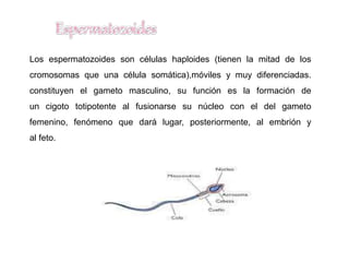 Los espermatozoides son células haploides (tienen la mitad de los
cromosomas que una célula somática),móviles y muy diferenciadas.
constituyen el gameto masculino, su función es la formación de
un cigoto totipotente al fusionarse su núcleo con el del gameto
femenino, fenómeno que dará lugar, posteriormente, al embrión y
al feto.
 